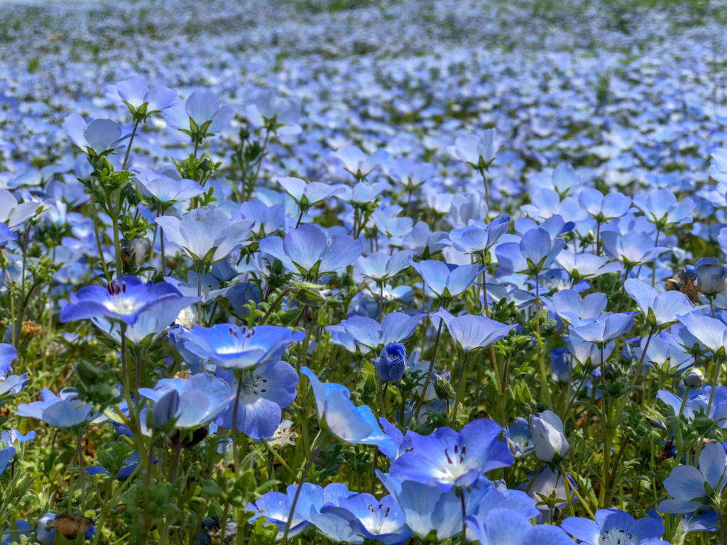 f:id:designlife:20180502113506j:plain f:id:designlife:20180502113506j:plain